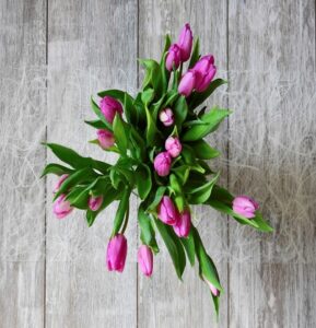 zdjęcie tulipanów