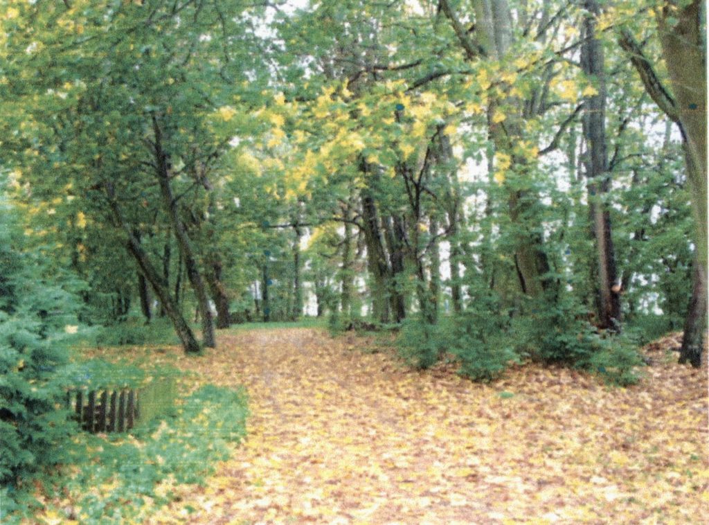 Zdjęcie parku dworskiego w Nadułkach