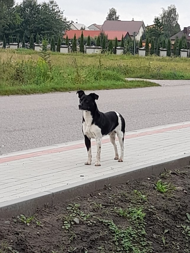 łaciaty pies na chodniku
