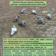 plakat Informacja dotycząca zagrożenia epidemicznego związanego z wystąpieniem/dokarmianiem dzikich gołębi